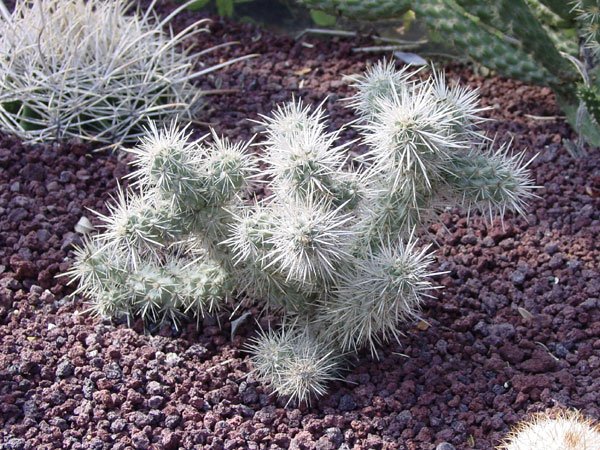 Cylindropuntia_echinocarpa